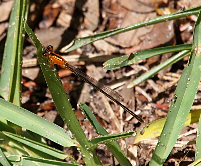 [A top, side view of a damselfly on a blade of grass. The damselfly has clear wings with only a hint of color at the end. The body is black with tan only at the segment joints. The thorax is orange with one black stripe on the top which has caught the light of the sun and is mostly sparkly gold in color. The tops of its eyes are black with the rest being orange.]